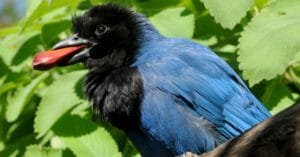 A LENDA DE MINARÃ: O DONO DO FOGO