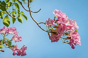 PAUS D´ARCOS. AGOSTO. CERRADOS