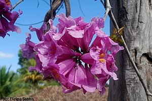 PAUS D´ARCOS. AGOSTO. CERRADOS