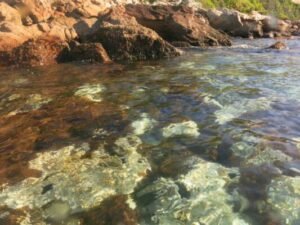 CORAIS BRASILEIROS ENTRAM NO MAPA DAS ESPÉCIES AMEAÇADAS