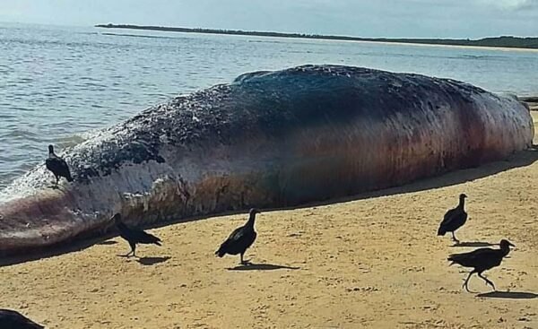 BALEIA SUJA DE ÓLEO APARECE MORTA NA COSTA DA BAHIA