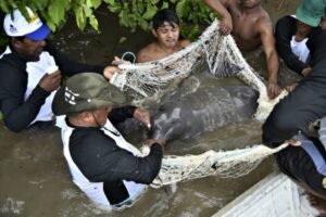 CULPA DA MINERAÇÃO: ALTA CONTAMINAÇÃO DE MERCÚRIO AMEAÇA OS BOTOS AMAZÔNICOS
