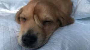 CÃO 'UNICÓRNIO': FILHOTE COM RABO 'EXTRA' NA TESTA