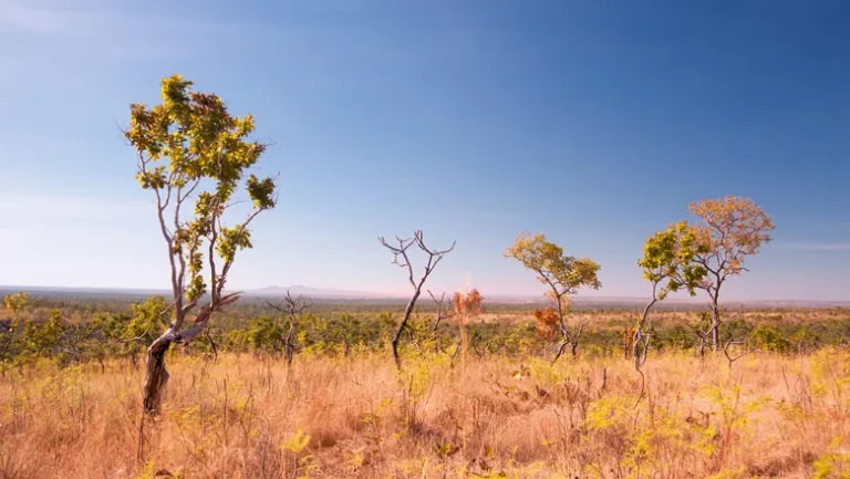 Cerrado: fauna e flora