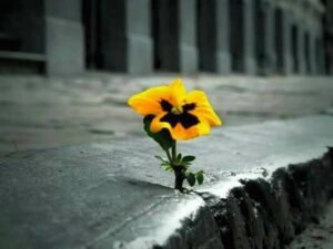 E AGORA, COMO VOU VENCER NA VIDA?