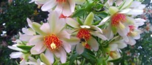 Ora-pro-nóbis: bife de pobre