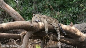 NO RASTRO DA ONÇA PINTADA, A ESTRELA DO PANTANAL 