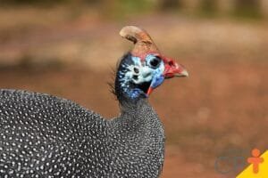 CORUJÃO E ROMÃOZINHO - MITOS E LENDAS DE COUROS 3 A LENDA DA GALINHA D´ANGOLA