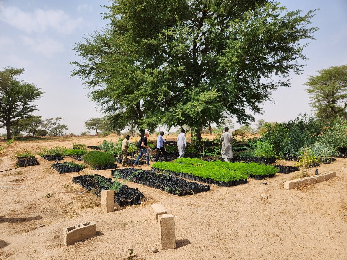 ÁFRICA ERGUERÁ MURALHA DE ÁRVORES 1 20230208 141621