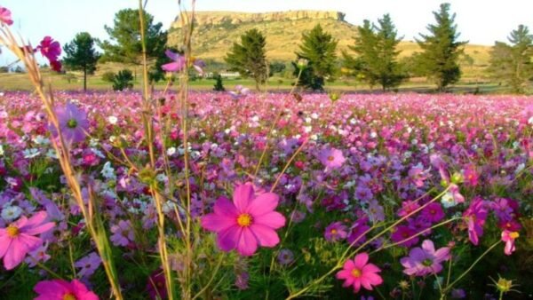COMBATER PRAGAS PLANTANDO FLORES SILVESTRES