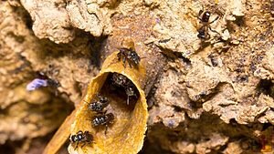 Abelhas nativas, abelhas sem ferrão