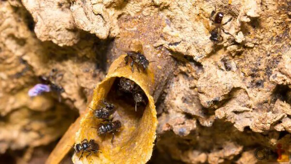 Abelhas nativas, abelhas sem ferrão
