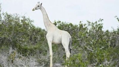 girafa branca capa