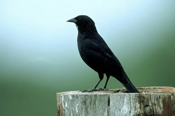 “Assum Preto, cego dum zóio, num vendo a luz, ai, canta de dor”