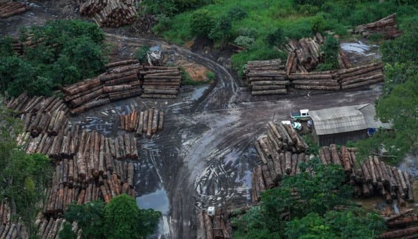 Amazônia: Que outros vírus virão com o desmatamento?