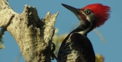 A LENDA DO PICA-PAU GUARDIÃO DO VALLE DE GURGEIA