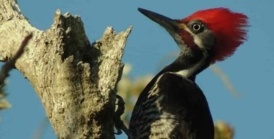 A LENDA DO PICA-PAU GUARDIÃO DO VALLE DE GURGEIA