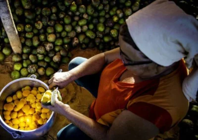 rede cerrado Pequi Acervo ISPN Bento Viana scaled e1589459002471 3