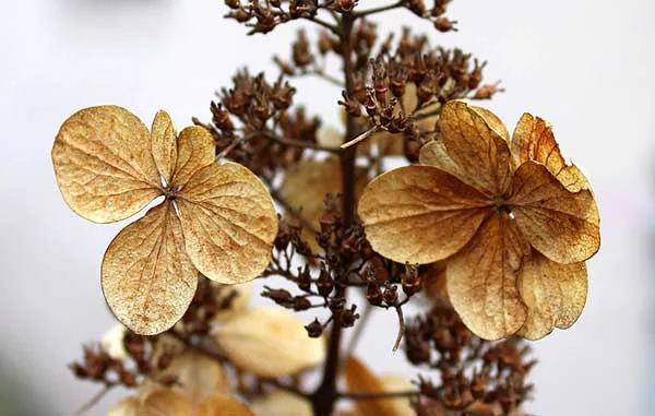 COMO SECAR FLORES E FOLHAS