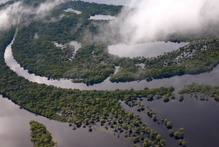 OS VENTOS DA FLORESTA