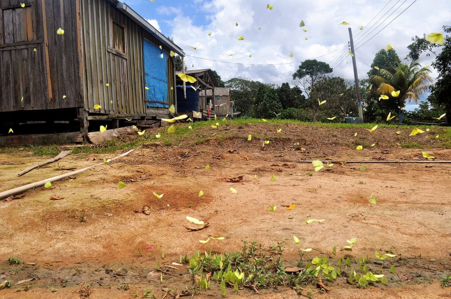 Panapanas2 1536x1020 1