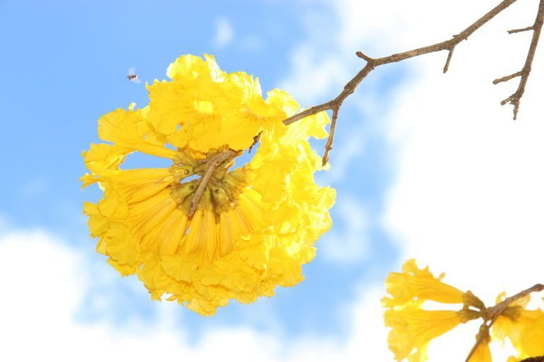 NO CERRADO TEM, NINGUÉM MANDOU PLANTAR