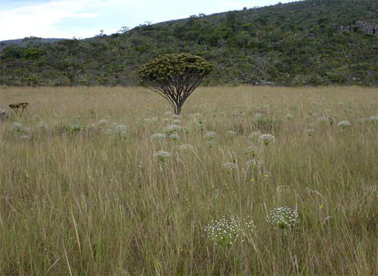 Cerrado: Berço Das Águas e Celeiro Da Vida