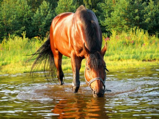 Beba água onde o cavalo bebe