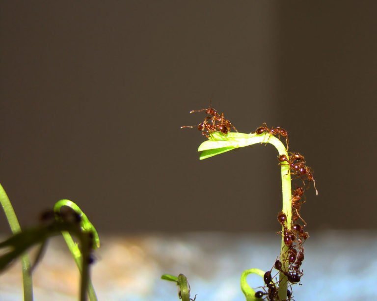 O campo geomagnético e o comportamento animal: uma relação pouco conhecida