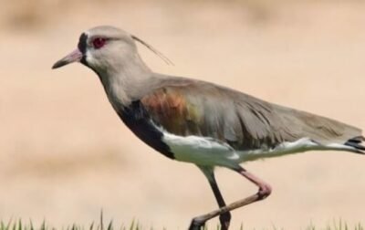O QUERO-QUERO, PÁSSARO FOFOQUEIRO, MAS DO BEM