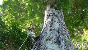 JUEIRANA-FACÃO: ELO PERDIDO ENTRE A AMAZÔNIA  E A MATA ATLÂNTICA