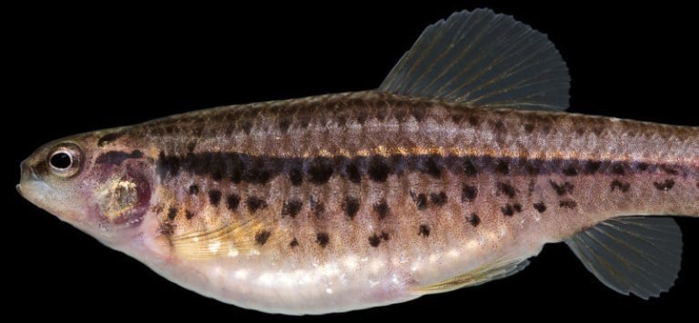 Inspirador Peixe-Mocinha-Onça recém-descoberto em Brasília