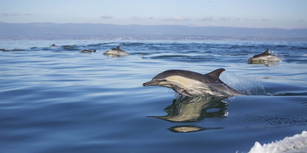Toninha: Mulheres lutam para proteger o golfinho mais ameaçado do Brasil