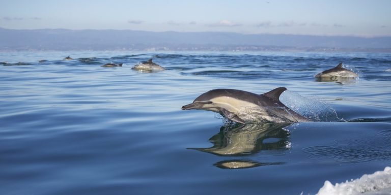 Toninha: Mulheres lutam para proteger o golfinho mais ameaçado do Brasil