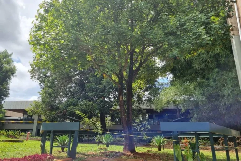 ÁRVORE DA LUA CRESCE EM BRASÍLIA