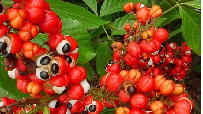 A lenda do guaraná