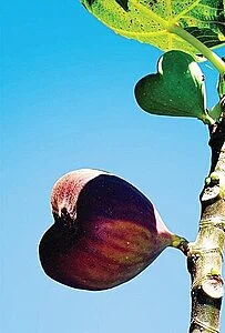 Figo não é fruta, é flor! 