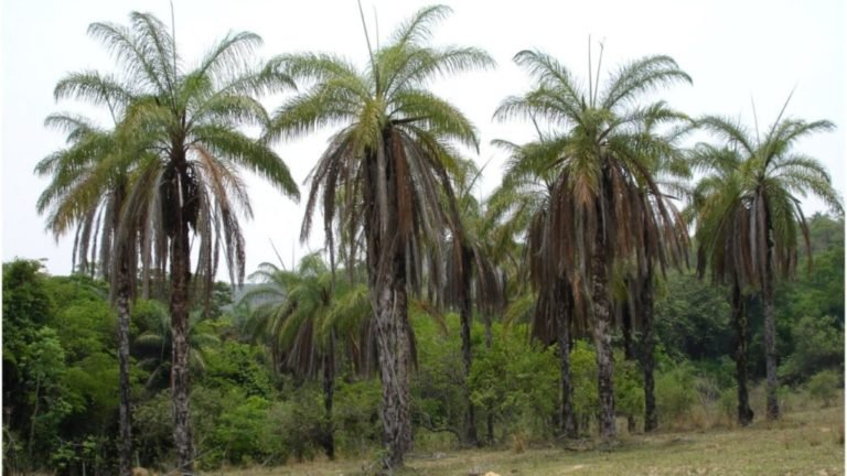 FORMOSA, A CIDADE DOS COQUEIROS