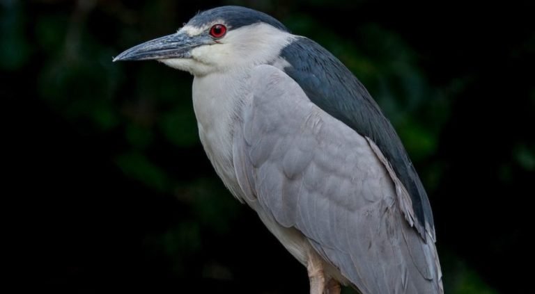 Socó-boca-d’água
