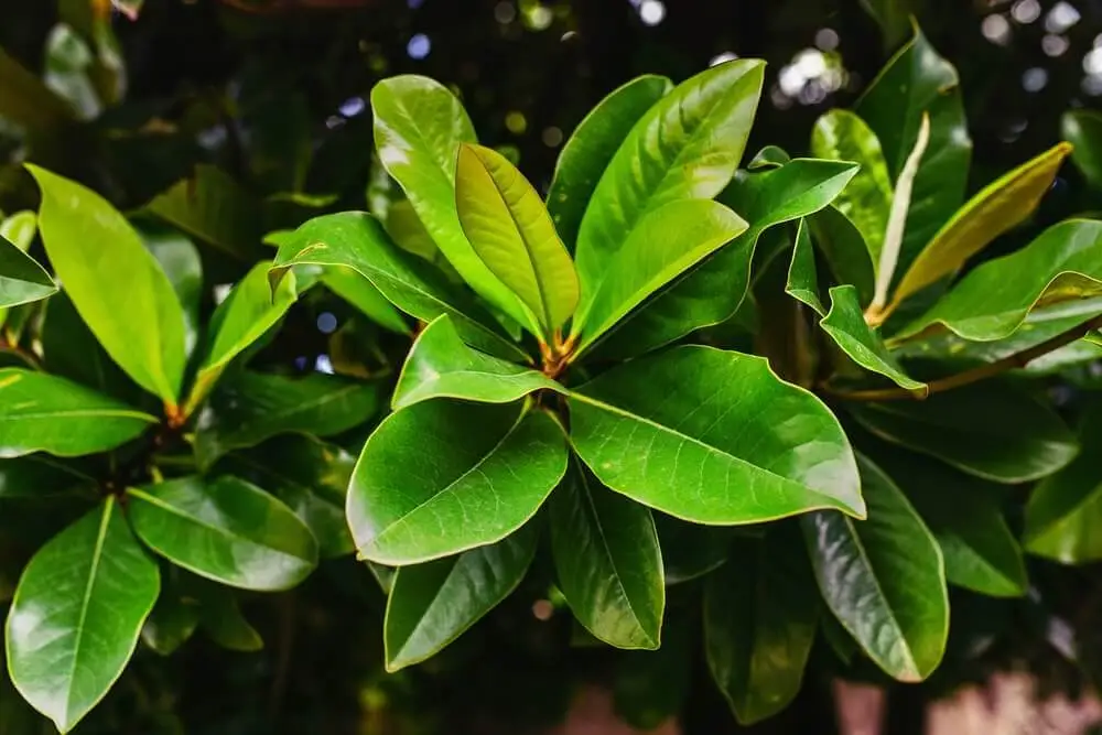 Beneficios da Folha de Louro planta Bernadete Alves