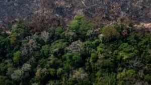 Florestas Estaduais: A garantia de preservação da vida na Amazônia (A experiência acreana) 