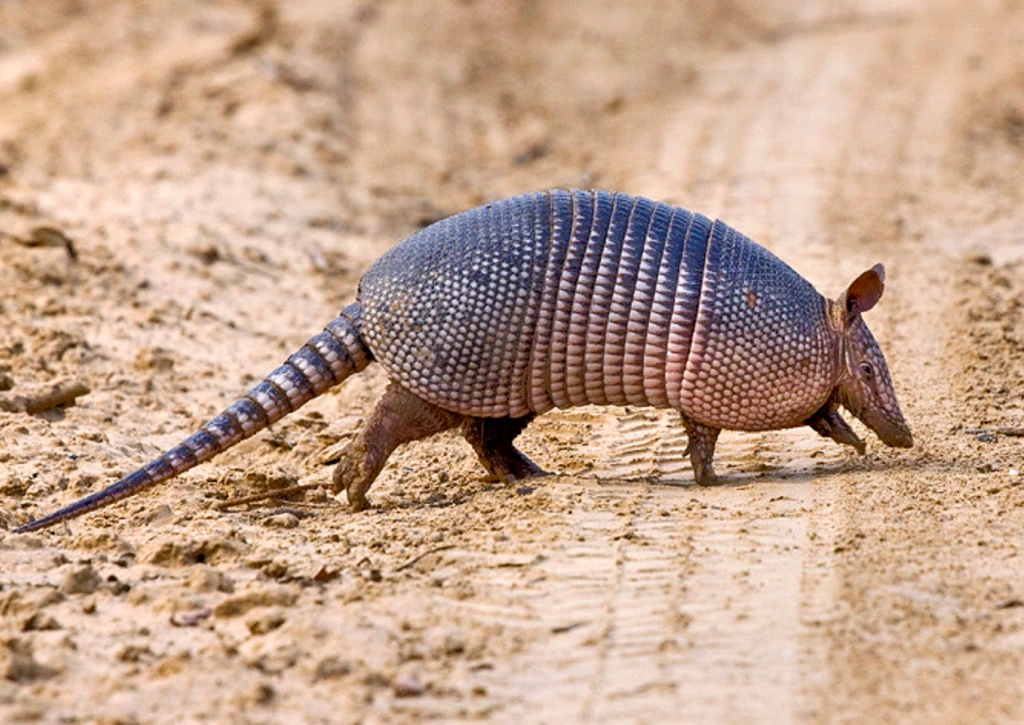 tatus nos estados unidos