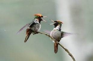 4101738r cf293c5041d069497a232340a750600d