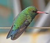 BEIJA FLOR BESOURINHO DE BICO VERMELHO wIKI AVES