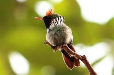 TOPETINHO-VERMELHO: O MENOR BEIJA-FLOR DO BRASIL