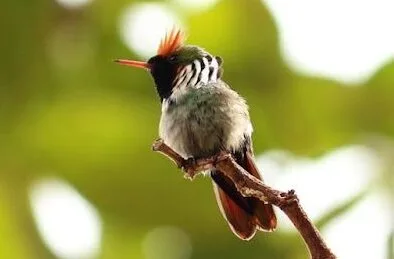 TOPETINHO-VERMELHO: O MENOR BEIJA-FLOR DO BRASIL