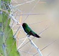 beija flor besouriho wiki aves