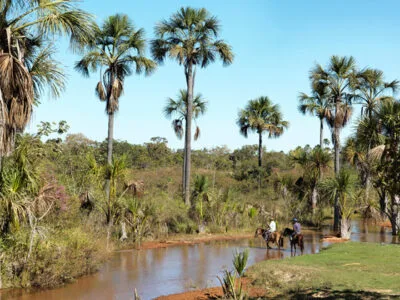 BURITI: A PALMEIRA DAS ÁGUAS 3 buriti buritizal ispn peter caton
