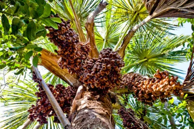 BURITI: A PALMEIRA DAS ÁGUAS 1 buriti cacho bento viana ispn