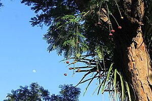 A FÁBULA DO PÉ DE SABIÚ